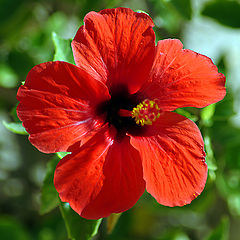 photo "Hibiscus"