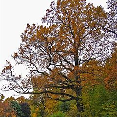 photo "Immemorial Oak. Autumn."