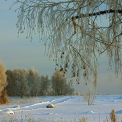 фото "Березовые сны"