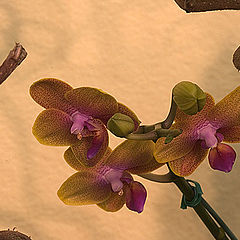 photo "Orchids"