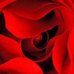 фото "RED Rose"