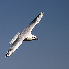 photo "Gull in flight 2"