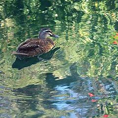 фото "KalaidaDuck"