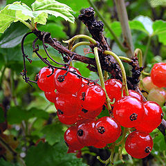 photo "Red and green."