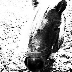 photo "My conceptual horse"
