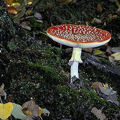 photo "red mushroom"