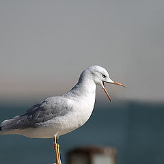 photo "Gull 3"