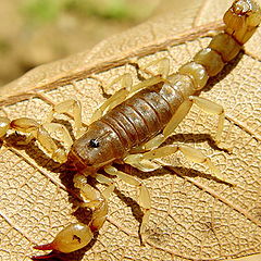 photo "Scorpion"