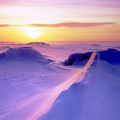 photo "Polar dreams"