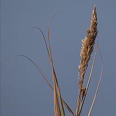 фото "Golden blades again"