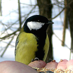 photo "Titmouse"