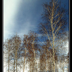 photo "White Birches"