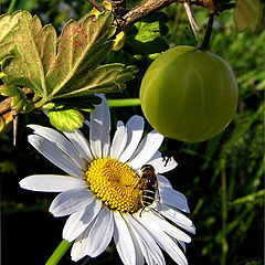 photo "Flowers are more delicious..."