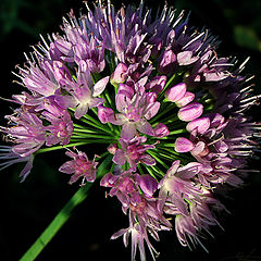 photo "Planet of flowers."