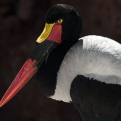 photo "Stork"