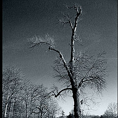 photo "tree"