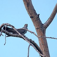 photo "-Tell, a cuckoo..."