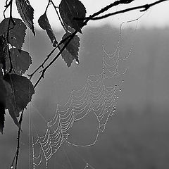 photo "Web - destiny"