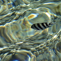 photo "Under Water 2"