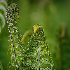 photo "green"