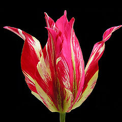 photo "tulip#6"