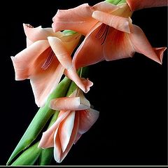 photo "arching gladioli"