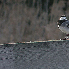 фото "Motacilla alba"