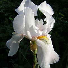 photo "iris"