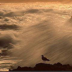 фото "Storm in the sea"