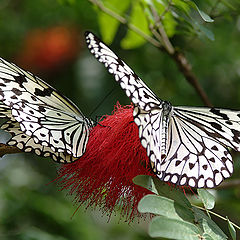 photo "A couple"