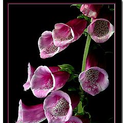 photo "digitalis purpurea"