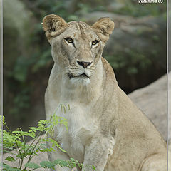 photo "Lioness"