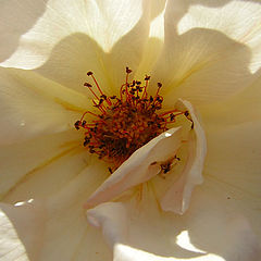 photo "роза"