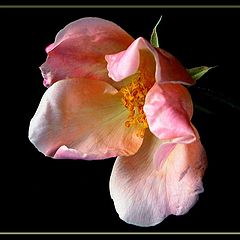 photo "china rose..... "mutabilis""