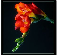 photo "fiery freesia"