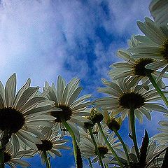 photo "white and bleu"