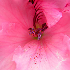 photo "pink#1"
