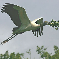 фото "nesting time"