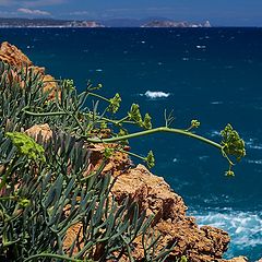 photo "Wild flowers at Wild coast (Costa Brava)"