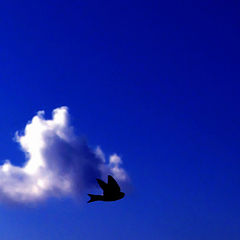 photo "Freedom..."