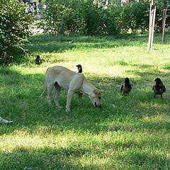 фото "Городские собаки - Завтрак на траве"