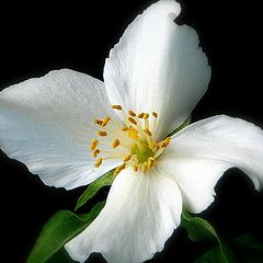 photo "philadelphus virginal white"