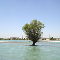 photo "Floating tree"