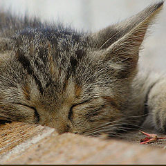 photo "Don't wake me up!"