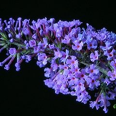 photo "buddlia daviddii"