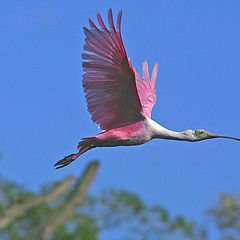 фото "ROSEATE SPOONBILL IN FIGHT"