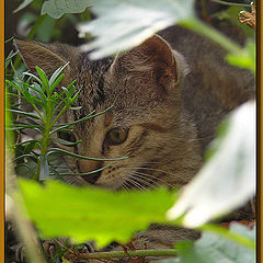 photo "Hunter"