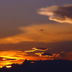 photo "The Night flight..."