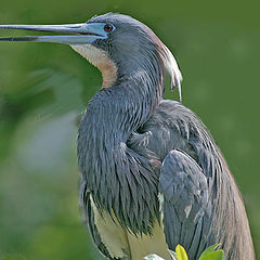 фото "YAWNING BIRD"