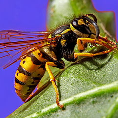 photo "Wasp 2..."